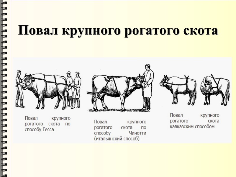 Повал крупного рогатого скота